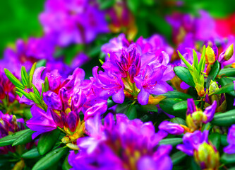 Blurred abstract nature background. Soft flowers texture. Vague purple colors, abstract nature texture. Rhododendron Mucronulatum in home garden