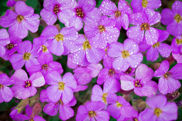Beautiful Aubrieta x cultorum 'Blue Emperor' flowers with water drops
