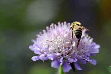 Biene auf einer Witwenblume