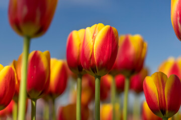 Close up shot of Tulip flowers against blue sky