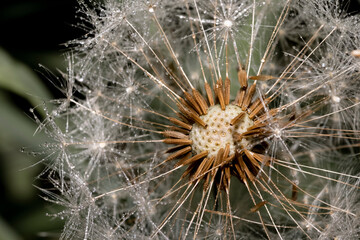 Close up shot of Dandelion seeds