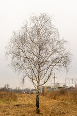 samotne drzewo przy peronie jesienią