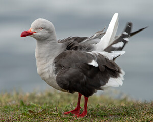 An adult Dolphin Gull ruffles its feathers after preening - Ushuaia, Argentina