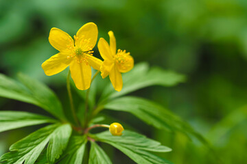 Anemone ranunculoides or yellow buttercup anemone, early spring flowers