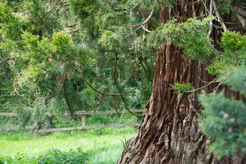 very old tree