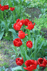 beautiful bright spring tulips in the garden bed