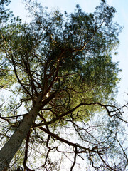 tall tree on a background of blue sky bottom view