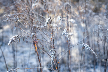 zdjęcie przyrody zimą