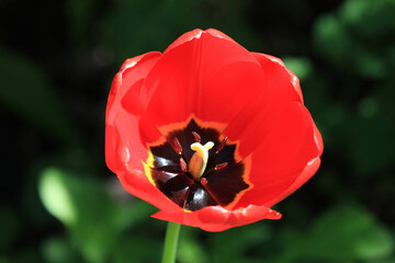 beautiful bright spring tulips in the garden bed