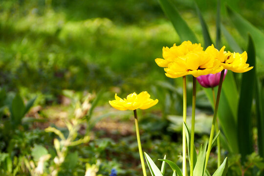 several buds of yellow Monte Carlo tulips growing in the garden on a green background, side view. yellow spring flowers