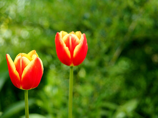 on the left, two red with yellow buds Mickey Mouse tulip tulips grow in the garden on a blurred...