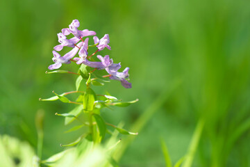 Flowers of hollowroot or Corydalis cava, flower in spring forest, sunlight