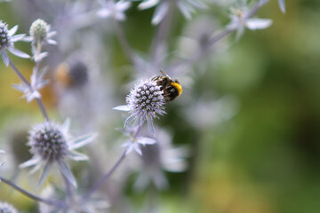 Hummel auf Blüte