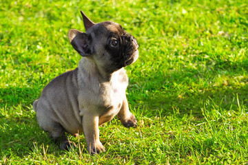 French bulldog puppy sits on green grass. Bouledogue