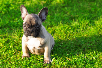 French bulldog puppy sits on green grass. Young bouledogue, sunlight, copy space