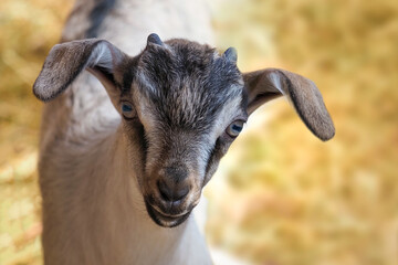 Little goat looking at the camera. Portrait of gray nubian kid goat