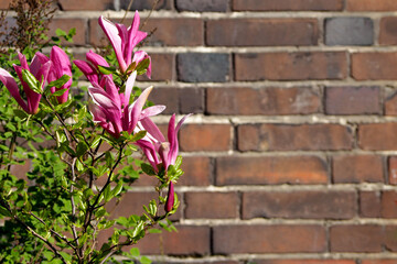 on the left is a young tree with pink magnolia buds growing on a frn brown brick wall on a sunny day, side view
