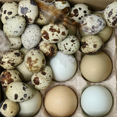 Obraz premium Chicken and quail eggs in the tray