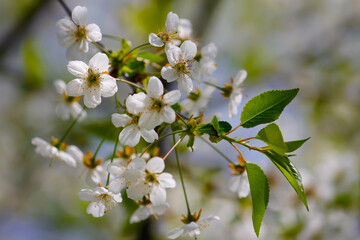 Obraz na płótnie Canvas Blooming cherry tree close-up, with a green foliage.