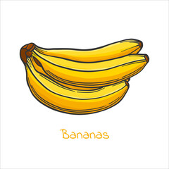 Colored Banana in cartoon style, vector image. Outline drawing.