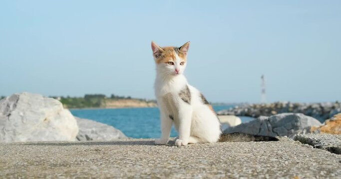 Slow motion smooth panning shot of small kitten sitting outdoors on pavement with sea on background.