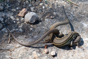 Psammodromus algirus