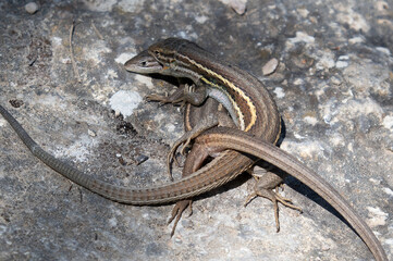 Psammodromus algirus