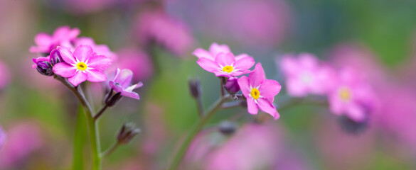 Fototapeta premium Little pink spring flowers, veronica speedwell. Springtime garden with beautiful pink flowers.