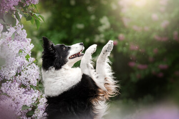 border collie dog magical portrait of a pet in lilac flowers spring walk

