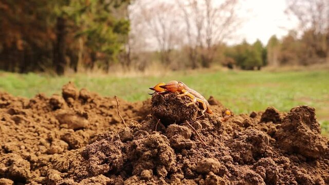 Camouflaged scorpion.
Amazing camouflage animals.
close up yellow scorpion.
closeup scorpion.
insects, insect, bugs, bug.
animals, animal.
wildlife, wild nature.
forest, woods, desert.
garden, park

