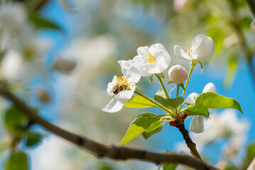 The bee flew to the flowers.