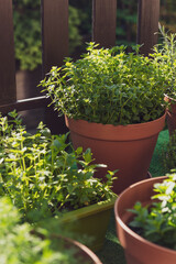 Growing Your Own Herbs at Balcony in City. PotsWith Fresh Herbs in Sunlight