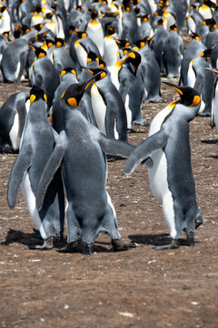 King Penguin Colony at Volunteer Point  on Falkland Islands