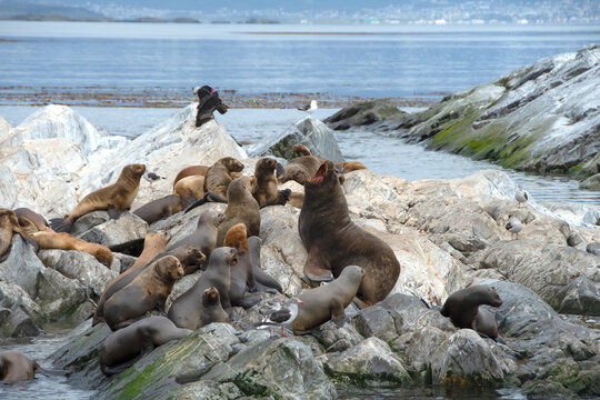 Sea Lions in the Beagle Channel near Ushuaia, Argentina