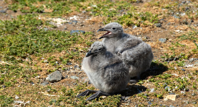 Two Kelp Gull Chicks on Magdalena Island Chile