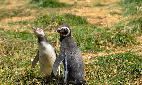 Two Magellanic Penguins, an adult, and chick, on Magdalena Island Chile