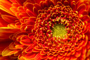 Blume