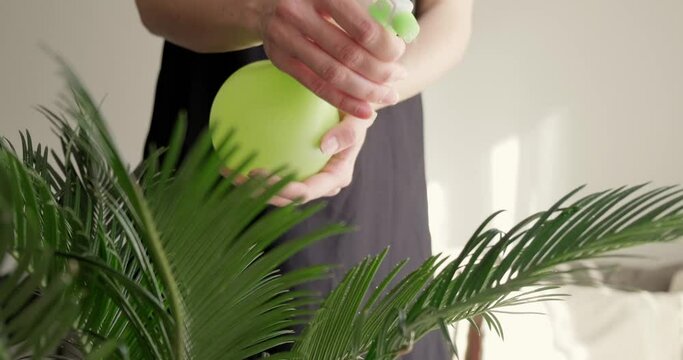 Close up shot of young woman spraying water on Cycas plant, home plant caring process.