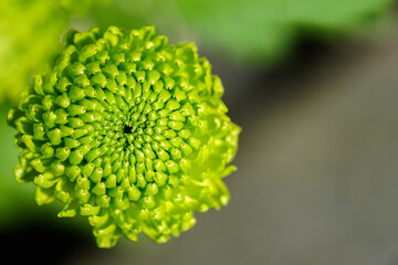 Blume