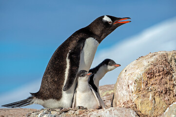 An adult Gentoo Penguin cares for its two chicks - Antarctica