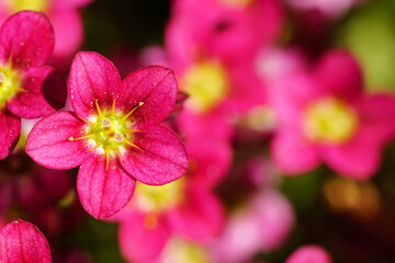 Blume