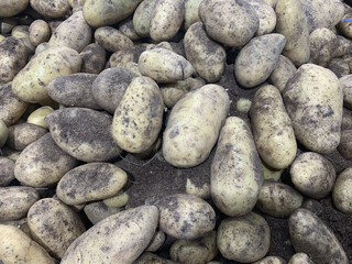 Lots of unwashed potatoes on the counter. Closeup
