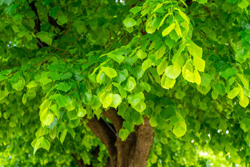 selective focus of Lime tree or Linden tree leafs (Tilia cordata) with blurred background