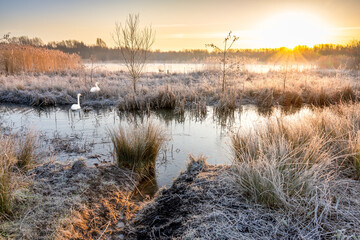 Two swans sit amongst the frosty ground on a winter's morning on Amberswood Flash, Wigan