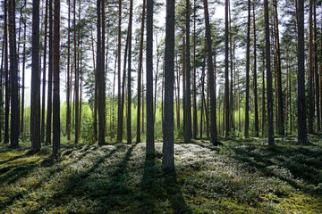 Dense forest reserve. Lingonberry and old high pine forest. Vertical shot against sunlight