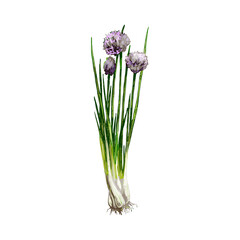 Fototapeta premium Chives fresh green branches with flowers and leaves. Vintage vector hatching