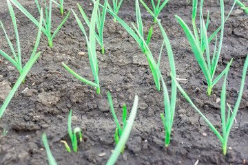 Garlic feathers sprout in the garden bed.
