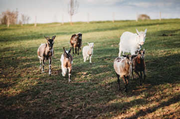 kozy owce na łące - obrazy, fototapety, plakaty