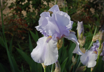 Lovely blue iris flower with delicate fragrance