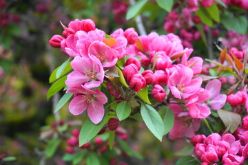 Malus Royalty Crabapple tree with flowers in the morning sun close up.  Apple blossom. Spring background.